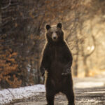 romania are cei mai multi ursi din europa de trei ori mai multi decat ar trebui ce solutie propun asociatiile care ii protejeaza 69847e670f6f4