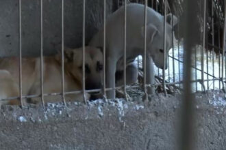 sub blanita cateilor am gasit nenorocire toti cainii schingiuiti au fost preluati din adapostul privat de la suraia 6995db465dcd6