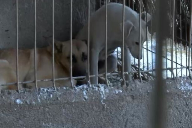 sub blanita cateilor am gasit nenorocire toti cainii schingiuiti au fost preluati din adapostul privat de la suraia 6995db465dcd6