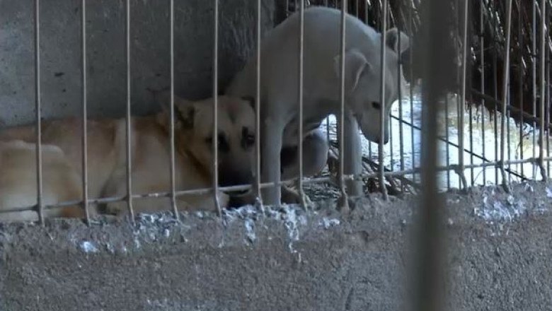 sub blanita cateilor am gasit nenorocire toti cainii schingiuiti au fost preluati din adapostul privat de la suraia 6995db465dcd6