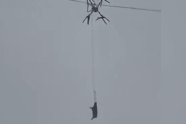un fermier a lasat un sat fara curent 10 ore dupa ce a incercat sa transporte porci cu o drona video 698852f789949
