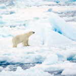 ursii polari din svalbard au rezistat mai bine decat se preconiza la incalzirea climei studiu 6980322f6e370
