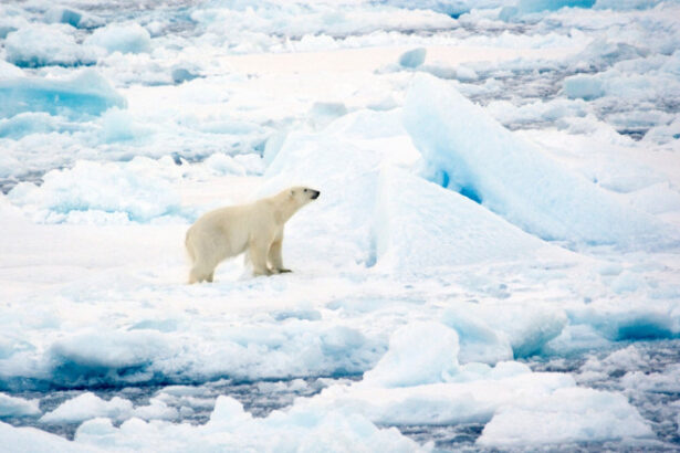 ursii polari din svalbard au rezistat mai bine decat se preconiza la incalzirea climei studiu 6980322f6e370
