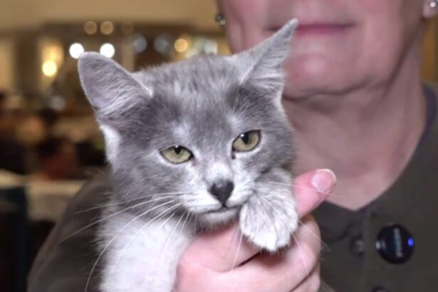 video pisica transilvana prima rasa romaneasca recunoscuta si omologata international 699b0b062a90b