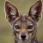 video sunt haite mari localitatile de langa dunare terorizate de sacali animalele s au inmultit alarmant si ataca noapte de noapte 6990f572230f5