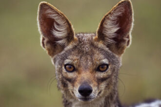 video sunt haite mari localitatile de langa dunare terorizate de sacali animalele s au inmultit alarmant si ataca noapte de noapte 6990f572230f5