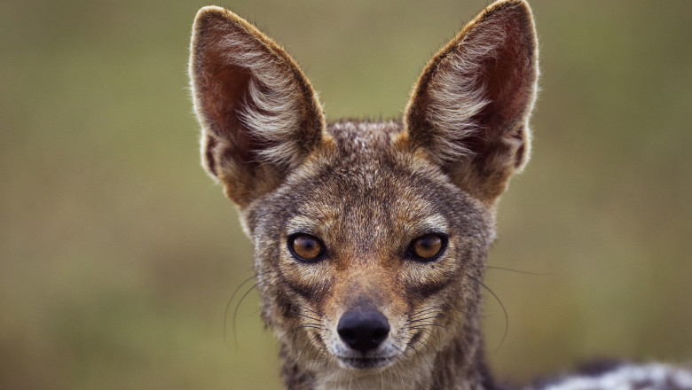 video sunt haite mari localitatile de langa dunare terorizate de sacali animalele s au inmultit alarmant si ataca noapte de noapte 6990f572230f5