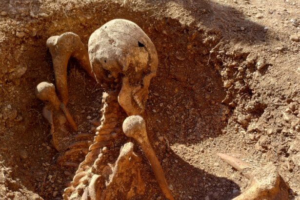 ancient skeleton unearthed in france is latest to be found sitting upright 69babf26a5398