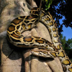 o molecula din sangele pitonilor taie pofta de mancare si ar putea revolutiona medicamentele pentru slabit 69c22b2424c10