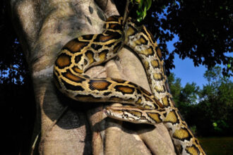 o molecula din sangele pitonilor taie pofta de mancare si ar putea revolutiona medicamentele pentru slabit 69c22b2424c10