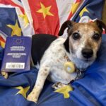 owners from great britain travelling to eu warned over pet passport dodge 69bea22a88a38