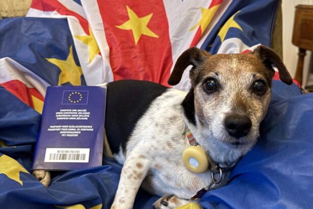 owners from great britain travelling to eu warned over pet passport dodge 69bea22a88a38