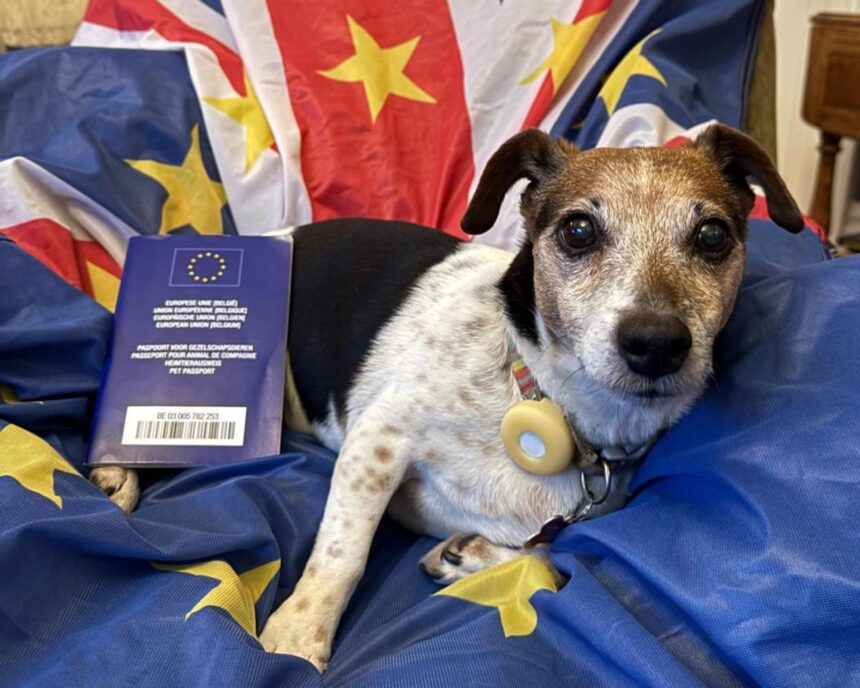 owners from great britain travelling to eu warned over pet passport dodge 69bea22a88a38