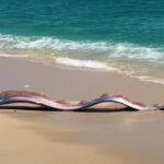 pestii apocalipsei descoperiti pe o plaja mexicana de ce li s a dat acest nume 69b28819ca92d