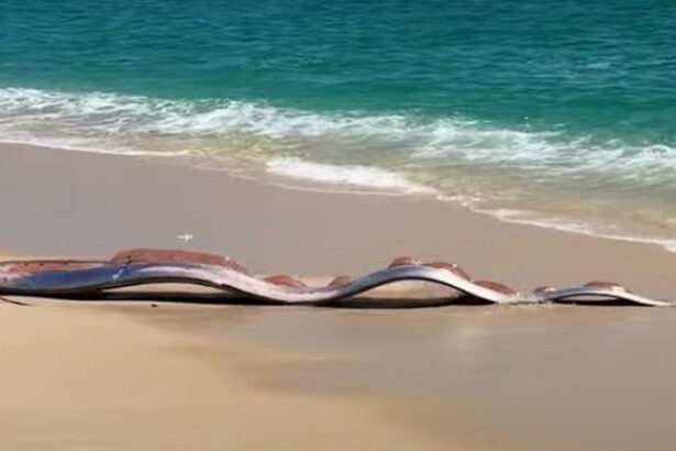 pestii apocalipsei descoperiti pe o plaja mexicana de ce li s a dat acest nume 69b28819ca92d