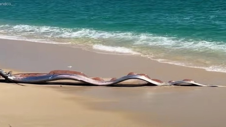 pestii apocalipsei descoperiti pe o plaja mexicana de ce li s a dat acest nume 69b28819ca92d