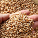 romania va incepe in maximum doua luni sa exporte cereale in china anuntul facut de ministrul agriculturii este oficial 69ba63853c427