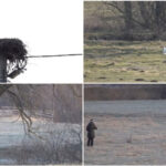 video povestea lui gobi barza care si a petrecut iarna intr un sat din judetul covasna localnicii au adoptat o parca am un copil 69b16b2478de9