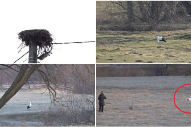 video povestea lui gobi barza care si a petrecut iarna intr un sat din judetul covasna localnicii au adoptat o parca am un copil 69b16b2478de9