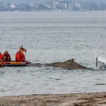 whale stranded in baltic will die unless helped to move soon say experts 69c2b51ac7439