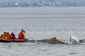whale stranded in baltic will die unless helped to move soon say experts 69c2b51ac7439