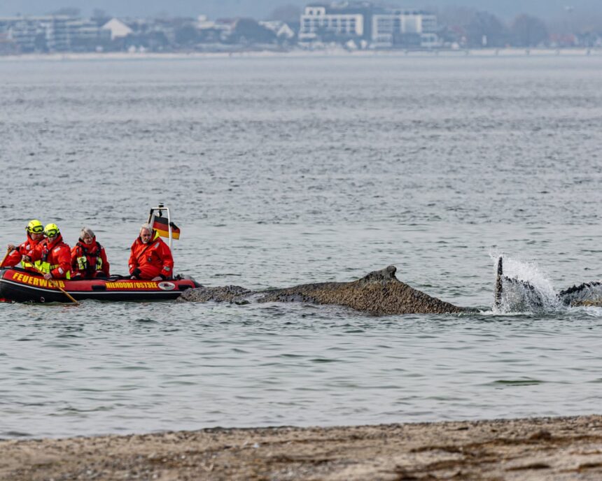 whale stranded in baltic will die unless helped to move soon say experts 69c2b51ac7439