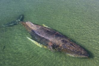 whale stranded off germany swims to freedom after days of efforts to save it 69c6ca6a4c73d
