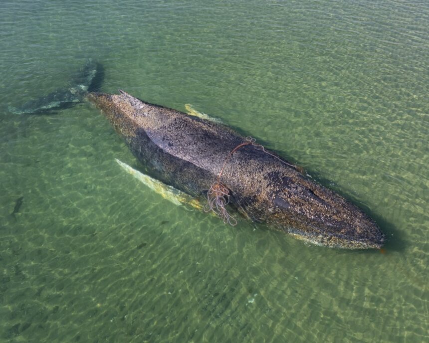 Balena eșuată în Germania a scăpat după zile de eforturi 1 whale stranded off germany swims to freedom after days of efforts to save it 69c6ca6a4c73d
