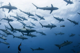 zeci de rechini din bahamas depistati pozitiv la cocaina cafeina si analgezice cercetatorii trag un semnal de alarma 69c66380bb1b8
