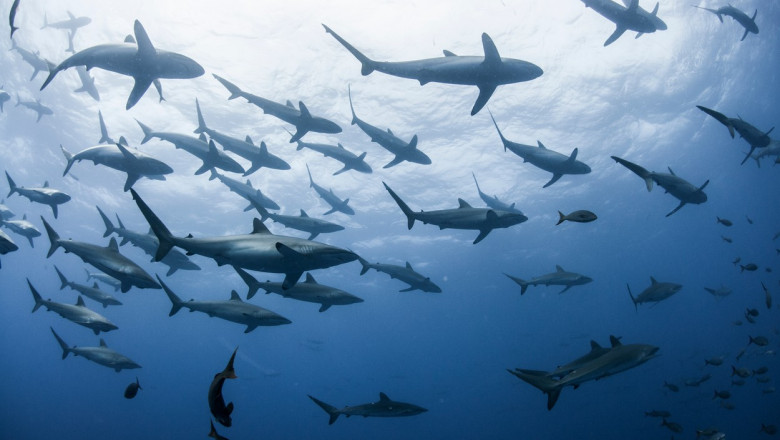 Rechini din Bahamas, depistați cu droguri și analgezice 1 zeci de rechini din bahamas depistati pozitiv la cocaina cafeina si analgezice cercetatorii trag un semnal de alarma 69c66380bb1b8